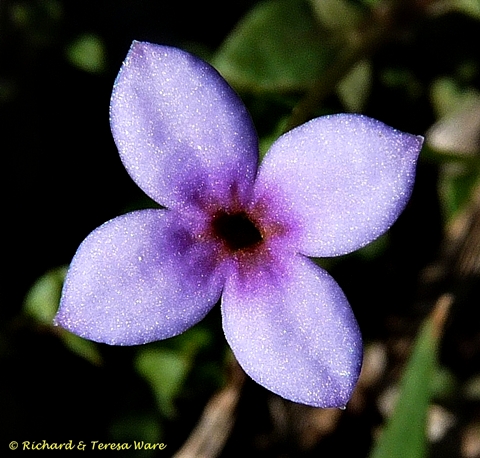{Houstonia pusilla}